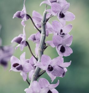 Orchideenerde test