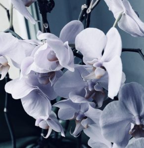 orchideendünger