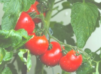 bio qualität tomaten