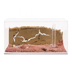 AntHouse - Ameisenfarm aus Sand