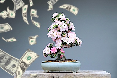 bonsai luxus investition
